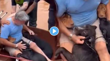 Rescued dogs stuck in flood