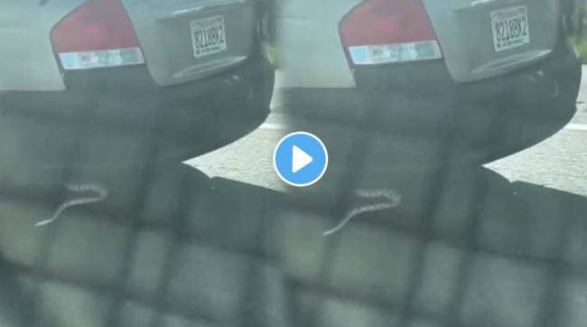 A large python stuck in the back wheel of a car