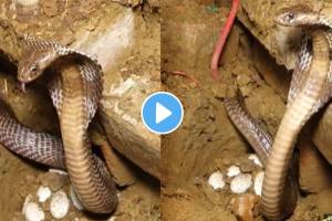 Cobra Mother protecting eggs