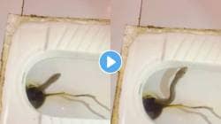 खूपच खतरनाक! चक्क टॉयलेटमधून आला सापाचा आवाज; VIDEO चा शेवट पाहून नेटकऱ्यांना फुटला घाम
