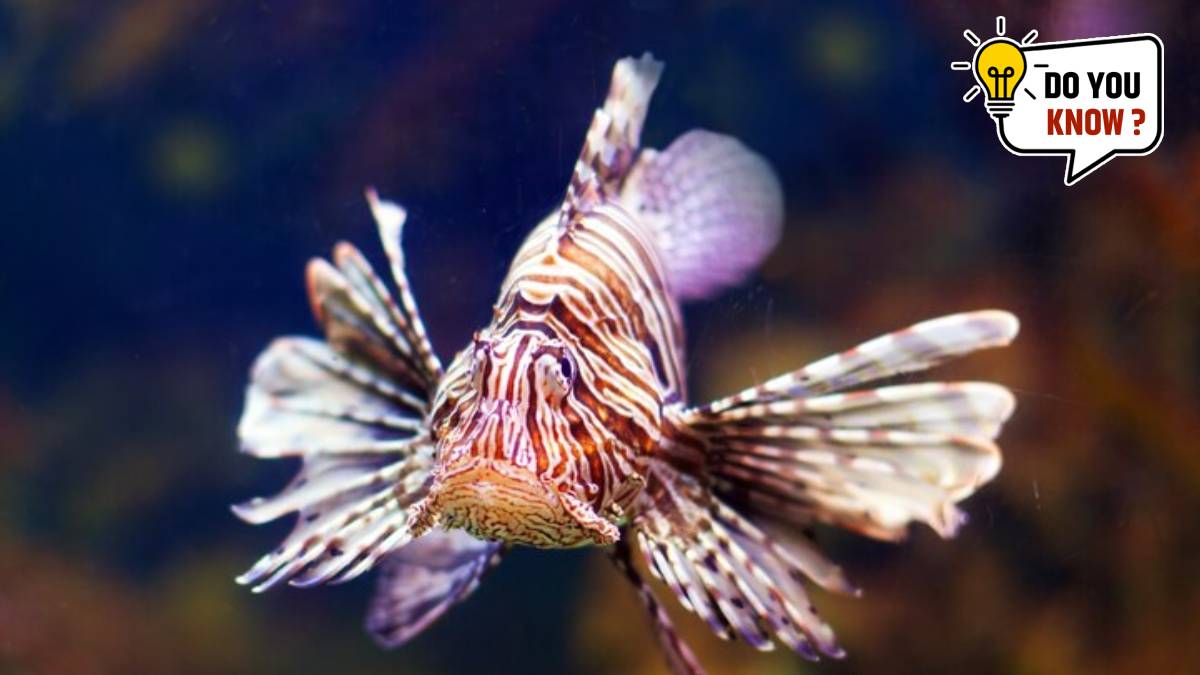 Strangest fish in the world