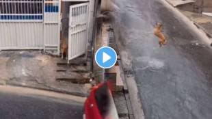 A dog scolds its owner for getting wet in the rain