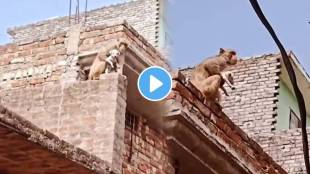 Monkey kidnaps a puppy viral video