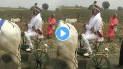 बैलगाड्याचा नाद! शेतकऱ्याच्या मुलाने लग्नात घेतली जबरदस्त एन्ट्री; VIDEO पाहून तुम्हीही कराल कौतुक