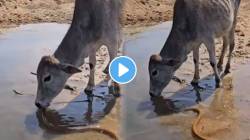 बापरे! तहानलेल्या वासरासमोर आला सहा फुटांचा साप; VIDEO पाहून नेटकरीही बिथरले