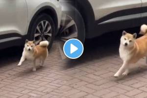 A dog did a wild dance after seeing a piece of chicken