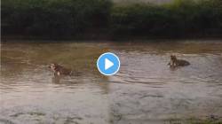 अंगावर काटा आणणारा VIDEO; तहानलेल्या हरणाची वाघाकडून निर्घृण हत्या