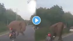 पप्पांची परी आली जोमात अन् हत्ती गेला कोमात; अपघाताचा थरराक VIDEO पाहून माराल कपाळावर हात