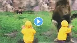 थरकाप उडवणारा VIDEO; चिमुकल्याला पाहून सिंहाची खवळली भूक, घातली थेट झडप… पुढे जे घडलं ते पाहून अंगावर येईल काटा