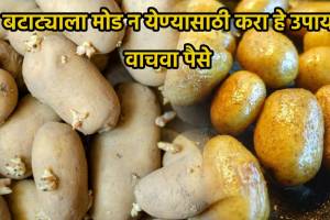 Kitchen Jugaad Marathi To Avoid Potatoes Sprouts Aajibai Upay
