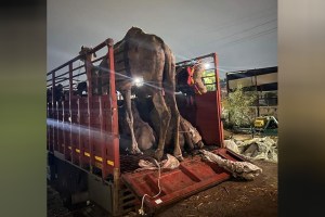 Smuggling camels from Pune to slaughterhouses in Karnataka