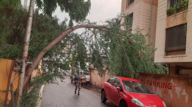 Trees fell at 25 places due to heavy rain