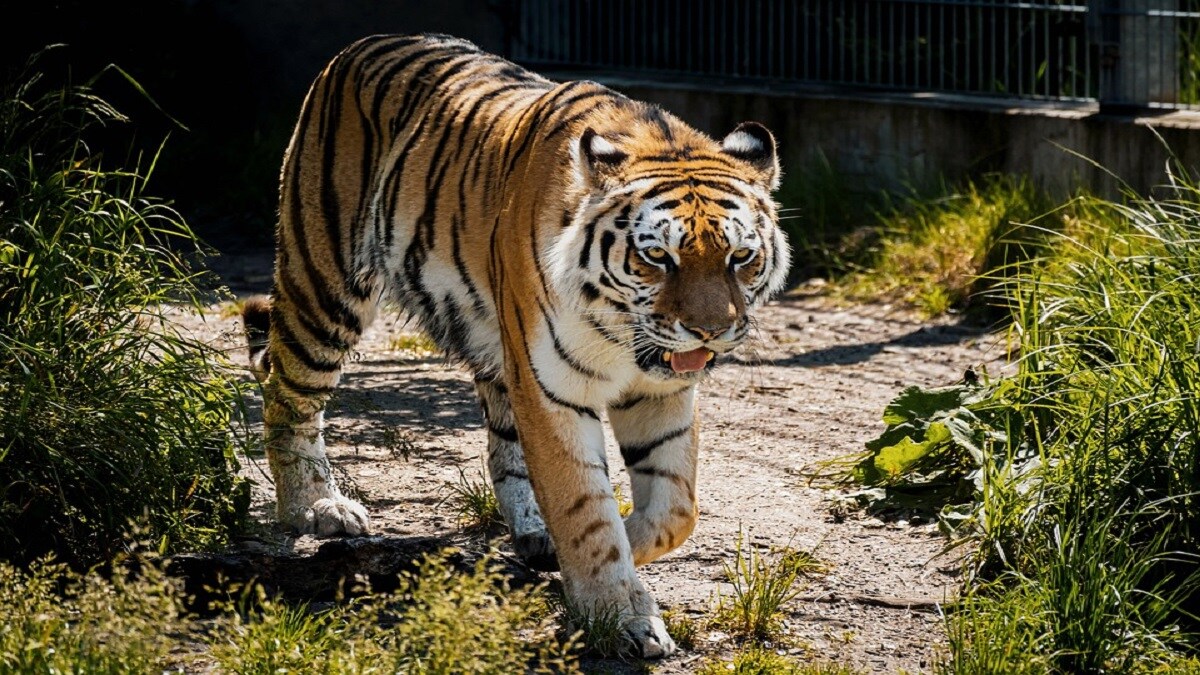 Chandrapur, tiger attack,