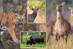 wild animals counting Ambabarwa Wildlife Sanctuary in buldhana