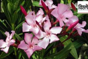 ban on oleander flowers in temple