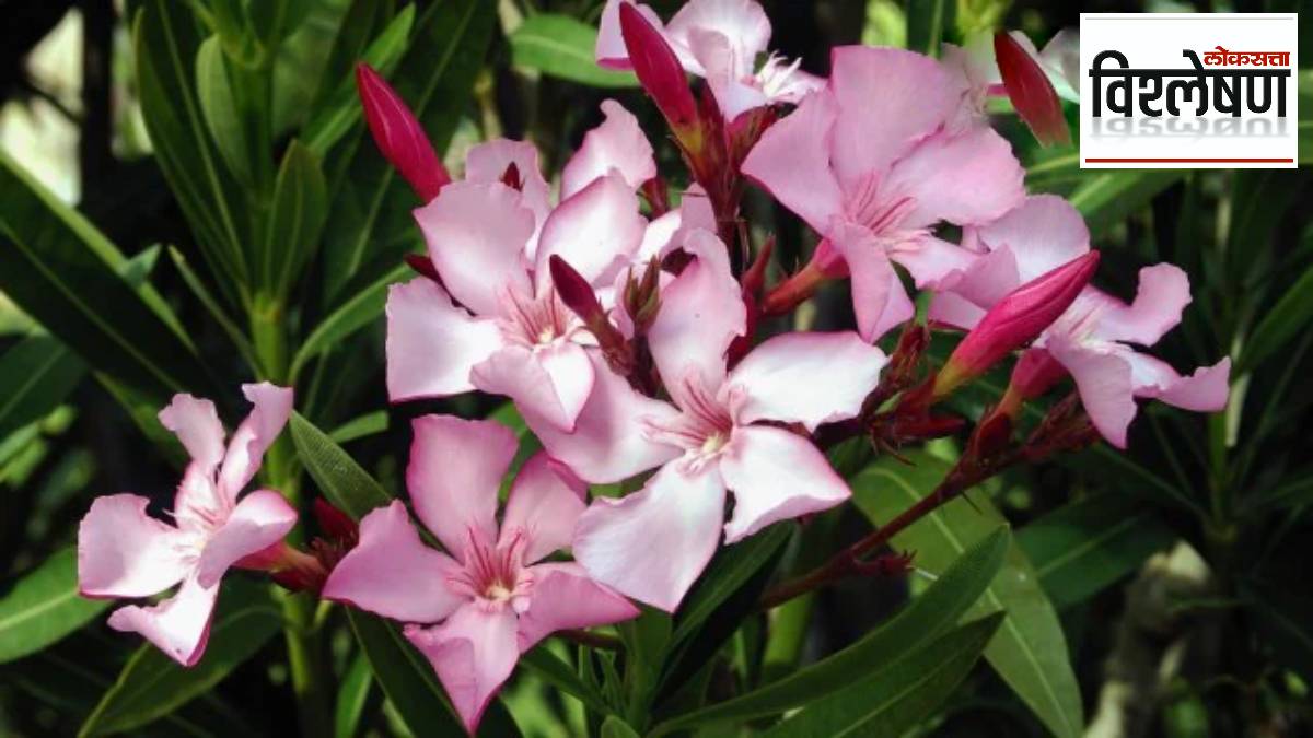 ban on oleander flowers in temple