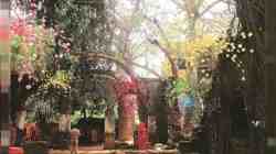 मुंबई : बाओबाब झाडांच्या संरक्षणासाठी पालिकेला आली जाग