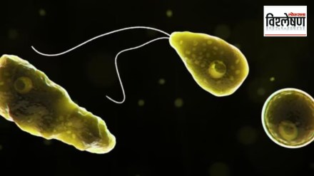 brain eating amoeba Naegleria fowleri girl death in Kerala Primary amebic meningoencephalitis