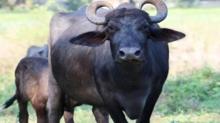 p chidambaram article on pm modi buffalo jibe on inheritance tax