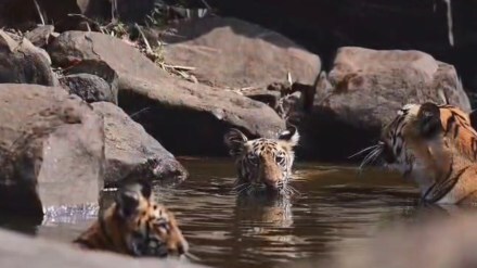tadoba andhari tiger reserve marathi news, k mark tigress marathi news