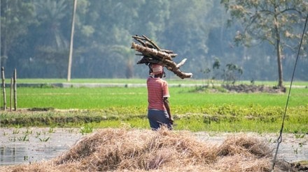 bhandara paddy bonus scam marathi news
