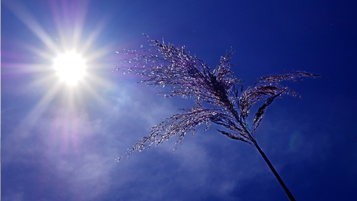 Maharashtra heatwave alert