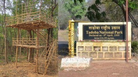 tadoba andhari tiger reserve marathi news