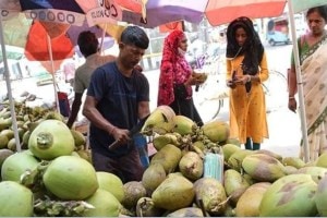 mumbai coconut prices marathi news, mumbai coconut rates marathi news