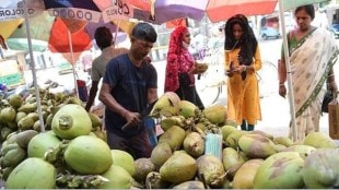 mumbai coconut prices marathi news, mumbai coconut rates marathi news