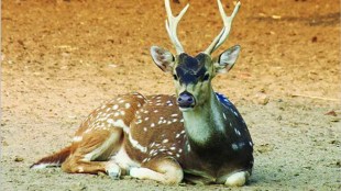 sagareshwar wildlife sanctuary marathi news