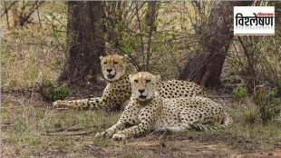 cheetah latest marathi news, south african cheetah gandhi sagar, gandhi sagar new home for cheetah marathi news