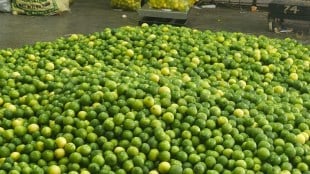 lemon, pune, lemon rate