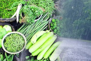 thane vegetable price today marathi news
