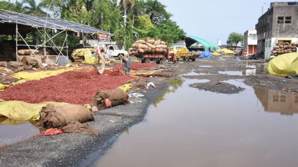 rains in Nagpur during Summer and chilli got wet in the market