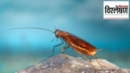 cockroaches new study