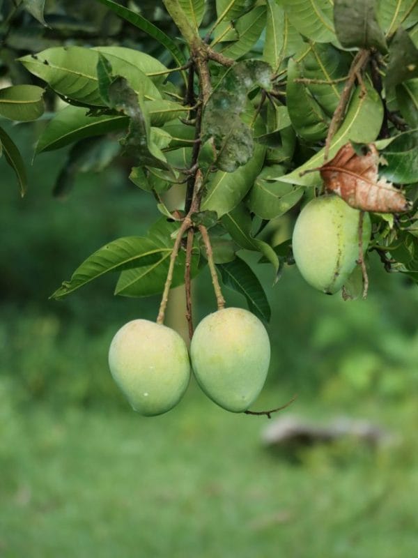 raw-mango-health-benefits