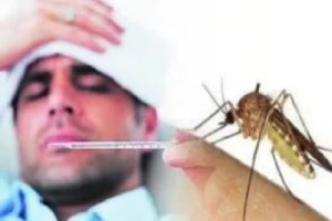 Increase in dengue cases in the state in last five years Mumbai