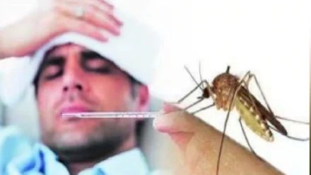Increase in dengue cases in the state in last five years Mumbai