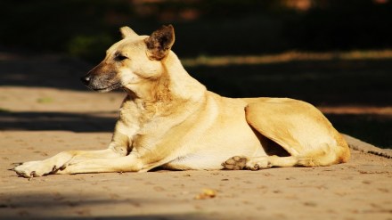 rabies free Mumbai initiative in Mumbai from September 28