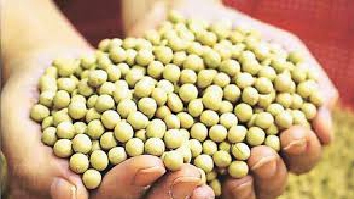In Akola district along with scarcity bogus seed crisis