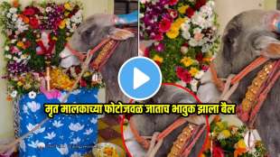 heart touching video ox bull eyes tears remembering the dead owner seeing photo emmotional video viral