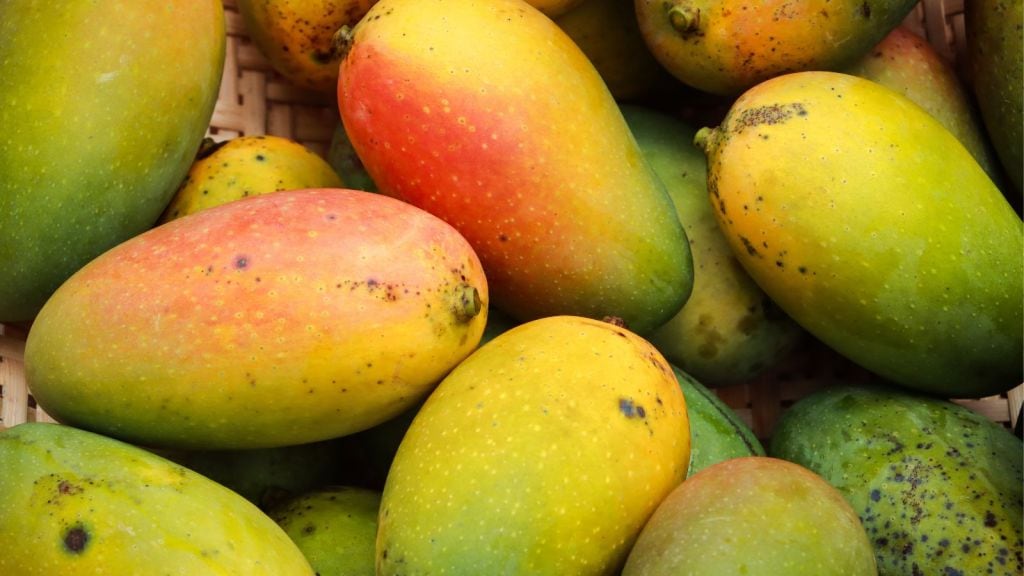 tips for mango