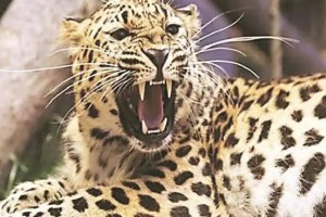 leopard in Nagpur city fear among citizens