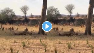 leopard attack on impala