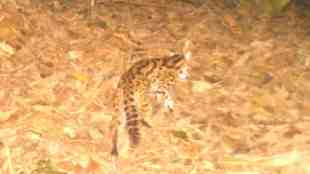 Pench Tiger Reserve, Rare Sighting, Leopard Cat, Rare Sighting Leopard Cat Spotted , Maharashtra, wild life, forest department, jungle, Leopard Cat in Pench Tiger Reserve, marthi news, Pench Tiger Reserve news,