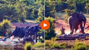 lephant fights for life as crocodile bites its trunk in deadly attack viral Video