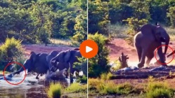 तळ्याकाठी पाणी पीत होता हत्ती, पाण्यात लपलेल्या मगरीने अचानक केला हल्ला, जबड्यात पकडली सोंड अन्…थरारक Viral Video