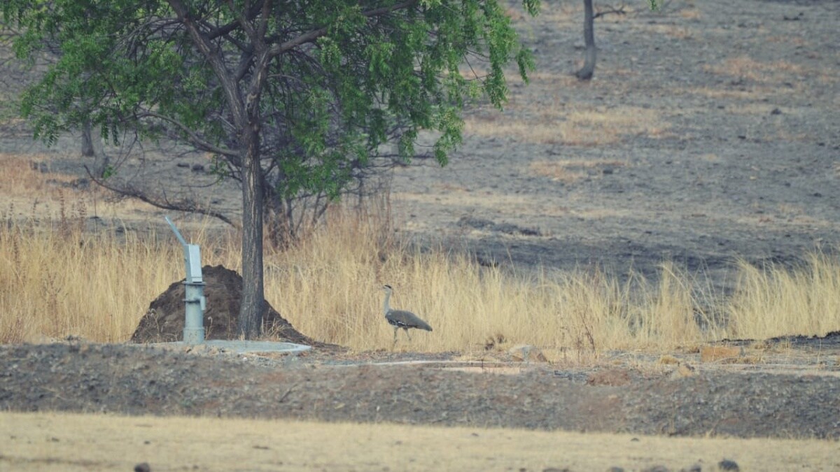rare maldhok bird in solapur