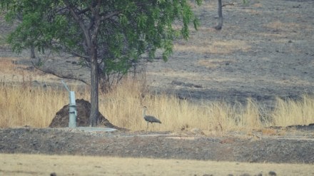 rare maldhok bird in solapur