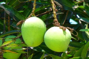 mangoes, Vidarbha, rare,